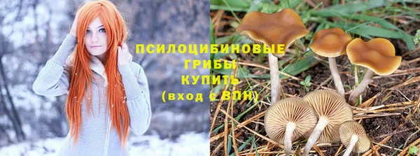 индика Богородицк